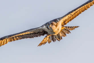 Osprey Project Rutland