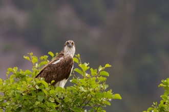 Osprey male on alder tree