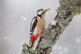 Woodpecker in snow (c) Peter Cairns/2020VISION