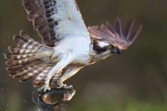 Osprey