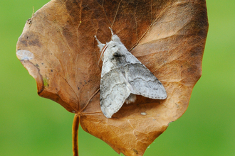 A pale tussock moth rests on a dead leaf, its fluffy legs held out in front of its body.