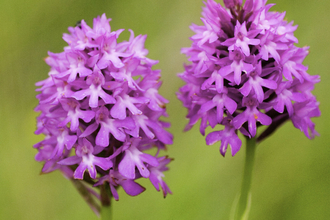 Pyramidal orchid