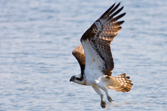 Osprey