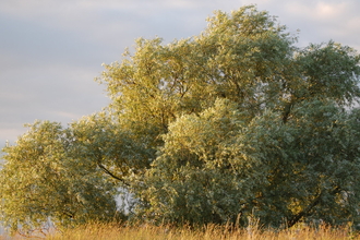 Salix alba