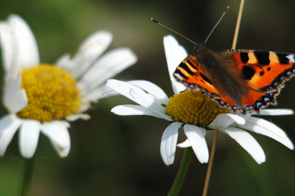 Small tortoiseshell butterfly