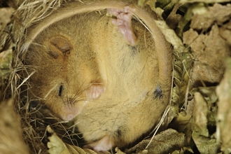 Dormouse