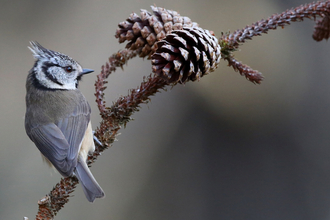 Winter Crested Tit