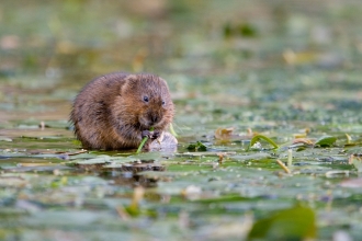 Water vole