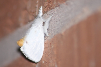 A yellow-tail moth resting on a brick wall, its abdomen curled up to reveal the distinctive yellow tail