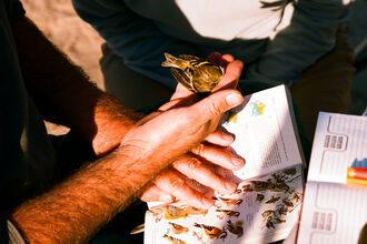 Bird Ringing Event