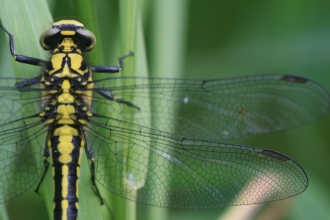 Dragonfly