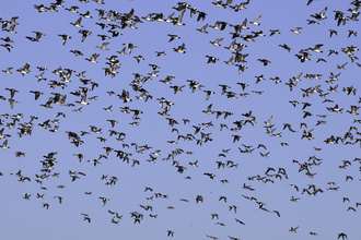 Mixed flock of ducks