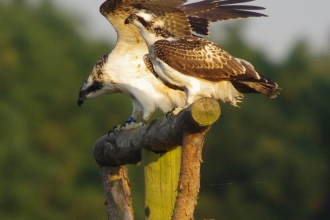 Ospreys