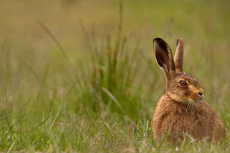 hare