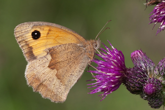meadow brown