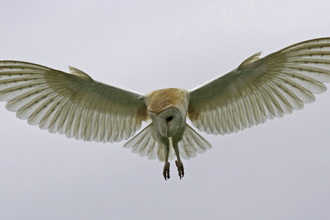 barn owl flight