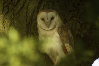 barn owl