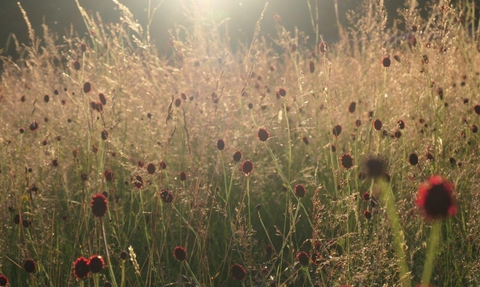 Meadow with wild flowers