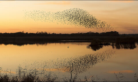 Starling murmuration