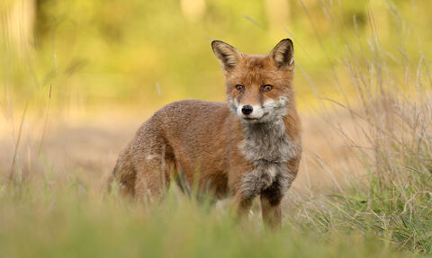 A red fox facing the camera side on, looking off into the distance. It is stood in a grassy field, with trees and bushes visible out of focus in the background