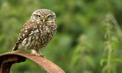 Little owl