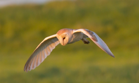 Barn Owl (c) Gary Cox