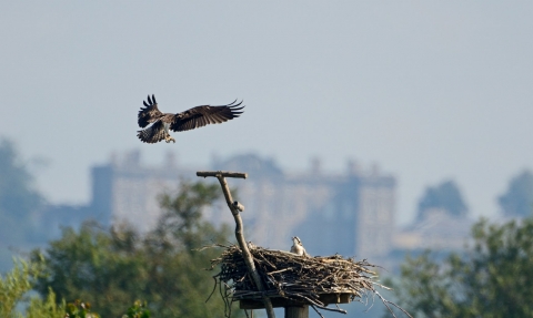 Osprey at Manton Bay, Rutland Water