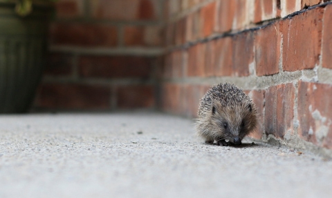 Hedgehog