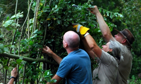 Hedge laying (c) Zsuzsanna Bird