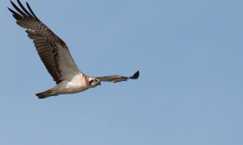 Osprey