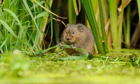 Water Vole