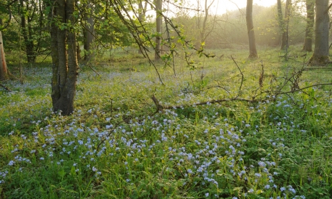 Rutland Water Woodland