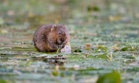 Water Vole