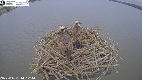 The first Osprey egg of 2022 is here
