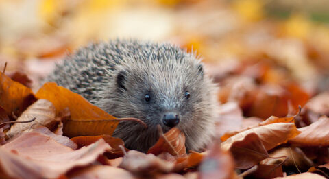 Screenshot or Official Image for lrwt.org.uk - Home | Leicestershire and Rutland Wildlife Trust
