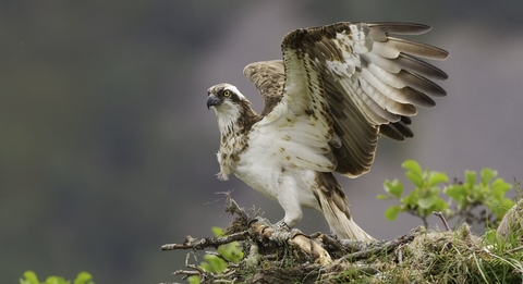 Osprey season 2022 is underway