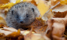 hedgehog in autumn leaves (captive, rescue animal)