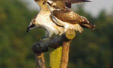 Ospreys