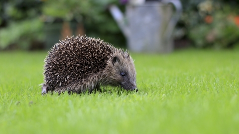 Hedgehog (©Tom Marshall)