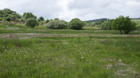Purple moor-grass and rush pasture