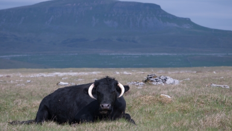 Cattle on upland calcareous grassland