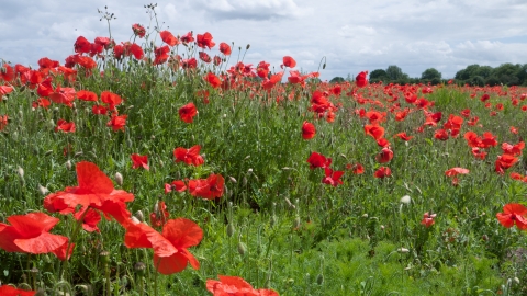 Poppies in an arable field