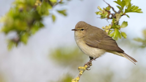 Chiffchaff