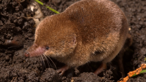 Common shrew