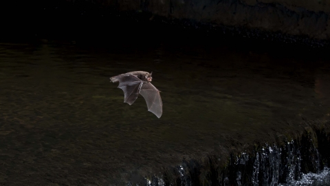 Daubenton's bat