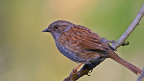 Dunnock