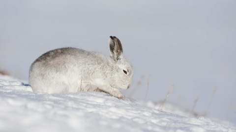 Mountain hare