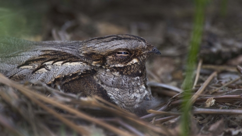 Nightjar