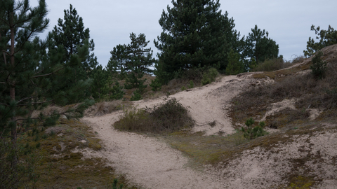 Coniferous plantation