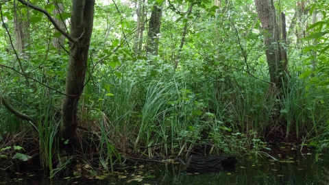 Wet woodland